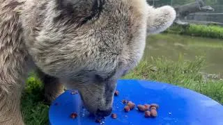 Thumbnail: Sonya crunching up some nuts. Crazy how the sound of her eating is just cute, whereas anyone else…