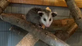 Thumbnail: This guy fell off his mom & got left behind. He was nothing but skin, bones & fur. Look at him now!