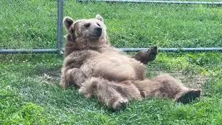 Thumbnail: Y’all know now that each year Jenny digs herself a hole to lay in. This is this year’s bear “nest”.