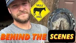 Thumbnail: The real life behind owning a MULE- HOOF CARE