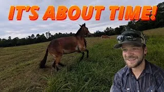 Thumbnail: Turning the MULES LOOSE on the BRAND NEW property 
