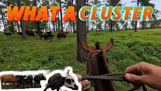 Thumbnail: Riding a Mule around Cattle- How did that go?