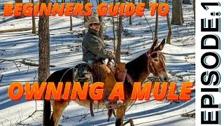 Thumbnail: How to get started OWNING a MULE- Episode 1: Before the MULE
