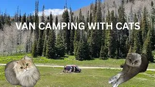 Thumbnail: Van Camping with Kids & Cats | A Simple Weekend at Mill Hollow, Utah