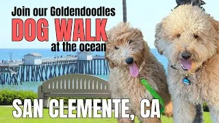 Thumbnail: Dog Walks at the Ocean With Our New Goldendoodle Puppy in San Clemente, CA #goldendoodlepuppy