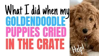 Thumbnail: What I Did When My Puppy Was Crying in the Crate: Tips That Worked For My Two Goldendoodle Puppies