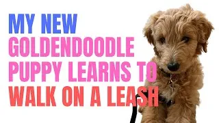 Thumbnail: My New Golden Doodle Puppy Learning to Walk on the Leash (Goldendoodle Puppy Videos)