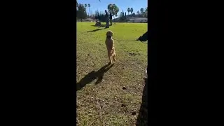 Thumbnail: Dog Walks on Hindlegs to Play With New Puppy Goldendoodles Playing #shorts