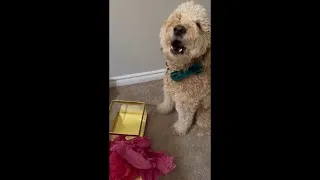 Thumbnail: Dog Has After Holiday Letdown Christmas Is Over Now What? #shorts #youtubeshorts