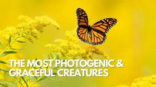Thumbnail: These Animals Are Straight-Up Models 😲