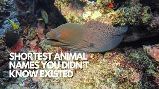 Thumbnail: 15 Animals With Names So Short, You’ll Blink and Miss 'Em 😮