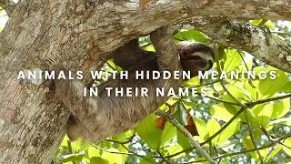 Thumbnail: The Secret Meanings Behind 20 Animal Names 😱