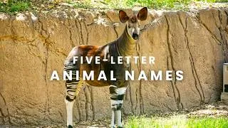 Thumbnail: 10 Five-Letter Animals You’ve NEVER Heard Of!