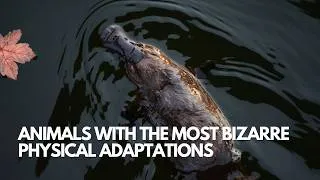 Thumbnail: Nature’s Weirdest Designs: What Was Evolution Thinking? 🤯