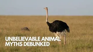 Thumbnail: 10 Animal Myths That Are Totally Wrong (You Won’t Believe #4)