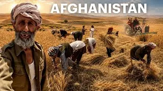 Thumbnail: Wheat harvests in rural Afghanistan | Hard work, difficult life and happy people | 4K