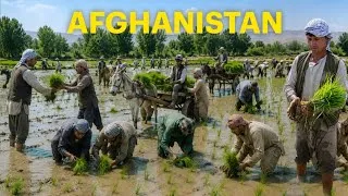 Thumbnail: Rice planting begins in our village - The work and life of rural Afghanistan farmers