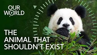 Thumbnail: The Incredible Survival Story of Giant Pandas (4K Documentary)