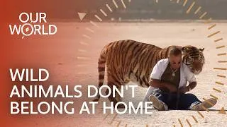 Thumbnail: He Kept a 500-Pound Tiger in His Apartment (4K Documentary)