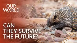 Thumbnail: How Australia's Toughest Desert Animals Survive | Our World