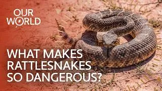 Thumbnail: The Secret Life of America's Deadliest Rattlesnakes | Our World