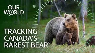 Thumbnail: The Hunt For Canada's Legendary Spirit Bear (4K Documentary)