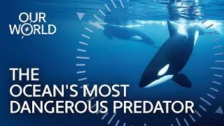 Thumbnail: Face to Face With Wild Orcas in the Arctic Ocean | Our World