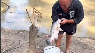 Thumbnail: Fishing big yellowbelly catch and cook Balonne river 