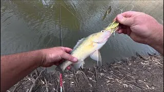 Thumbnail: Land based lure fishing fish after fish plenty of action 