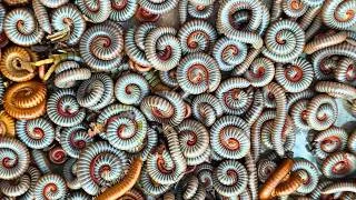 Thumbnail: Catching Ivory Millipedes, Red millipede for Pet