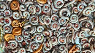 Thumbnail: Watch Me Collect These Rare Ivory Millipedes, Red millipedes
