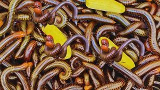 Thumbnail: Top Skill Collection millipedes. Arthropod Pets in deffrent Habitats