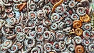 Thumbnail: I Found Hundreds of Millipedes in the Forest! Many red millipede, Gient millipede, Ivory millipede