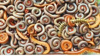 Thumbnail: Catching Hundreds of Red Millipedes in My Yard!