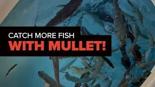 Thumbnail: Catch More Fish with Mullet! Bait Secrets from Florida’s Treasure Coast