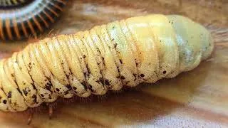 Thumbnail: Biggest Worm Beetle Larvae I Have Never Catch Before 