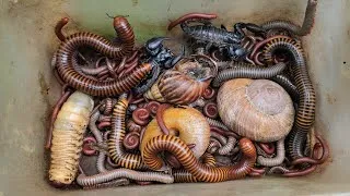 Thumbnail: Bsst Bug Discovery Various Millipedes Colony, African Snail, Beetle Larvae, Scorpion...