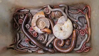 Thumbnail: Large Amount Of Millipede Family Discovered With Japanese Snails At The Wet Ground Colony 