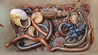 Thumbnail: Surprise Catching Various Millipede Species, Venomous Scorpion, Land Snails, Small Millipede 