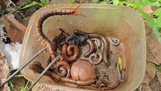 Thumbnail: OMG I Found a Hidden Venomous Centipede Inside Trash Leaf With Other Insects 