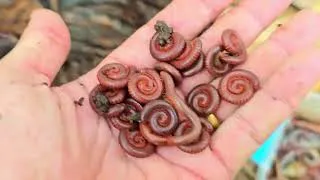 Thumbnail: I Catch A Lot Of Closed-Up Red Millipedes At The Bug Colony With Other Poisonous Bugs