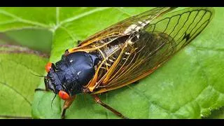 Thumbnail: Cicada in the Park! 🦗🍃