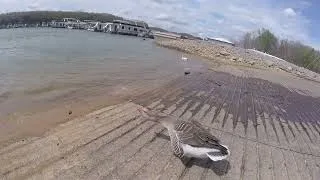 Thumbnail: Becky gets attacked by goose