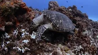 Thumbnail: Diving Cozumel October 2024