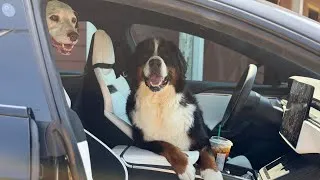 Thumbnail: Dear Automakers, It's 2026! Pet Mode Is A Required Feature