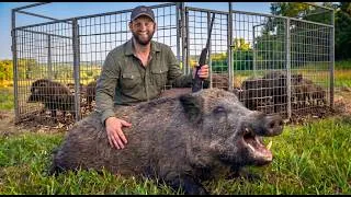 Thumbnail: I Took Down a Massive Hog with a .243 Rifle (Catch and Cook)