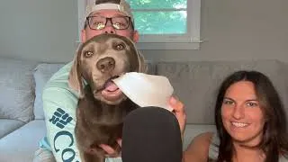 Thumbnail: ASMR with a Silver Lab