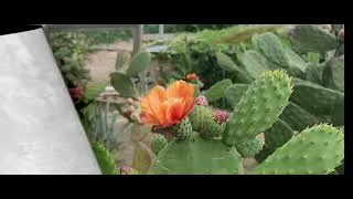 Thumbnail: Balchik Escape: A Coastal Weekend Getaway | July 3–5, 2026