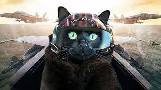 Thumbnail: Top Gun with a Cat