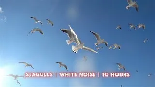 Thumbnail: Seagull Sounds for Baby Sleep 💤 | 10 Hours of Soothing White Noise